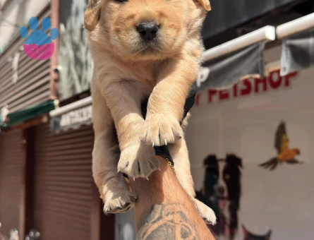 Golden Reteriver Bebekler 2 Aylık