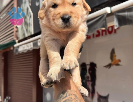 Golden Reteriver Bebekler 2 Aylık