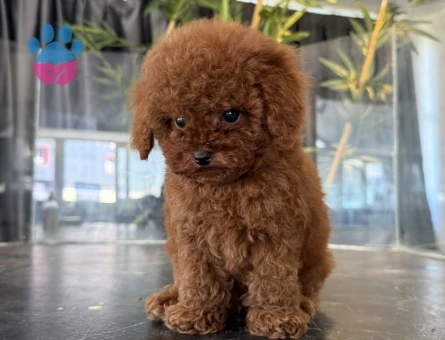 Toy Poodle 2 Aylık Safkan Yavrular