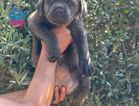 Cane Corsa 2 Aylık Yavrularımız