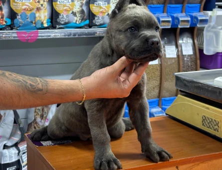 Cane Corsa 2 Aylık Yavrularımız