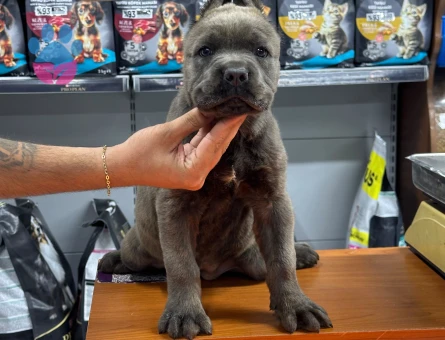 Cane Corsa 2 Aylık Yavrularımız