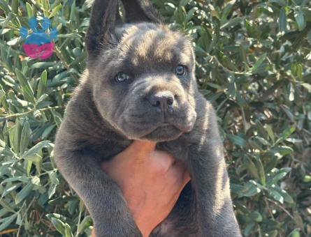 Cane Corsa 2 Aylık Yavrularımız