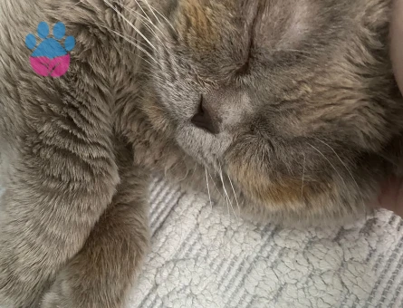 British Shorthair 1 Yaşında Tatlı Pati Yuva Arıyor