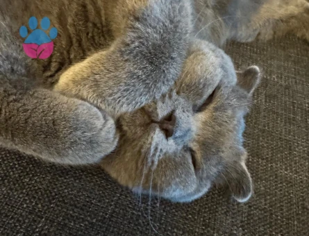 2 yaşında uysal scottish fold
