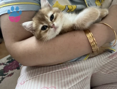 British shorthair golden 2 aylık dişi