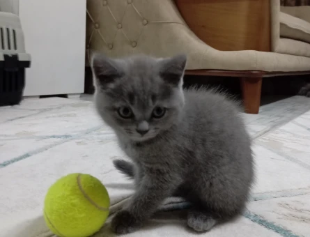 Scotish sahiplendirme