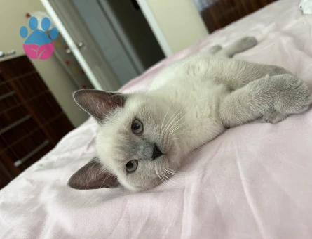 British Shorthair 3 Aylık