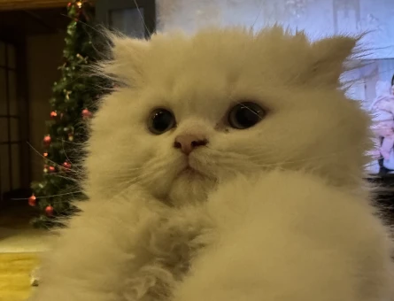9 Aylık Scottish Fold Erkek Kedi Yuva Arıyor 🐱