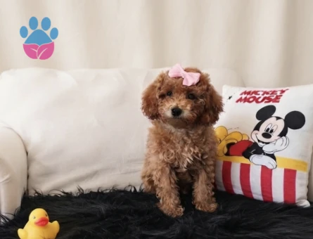 Toy Poodle Peluş bir Kız - 7004