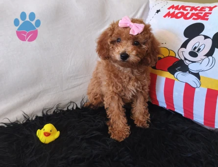 Toy Poodle Peluş bir Kız - 7004 - Görsel 5