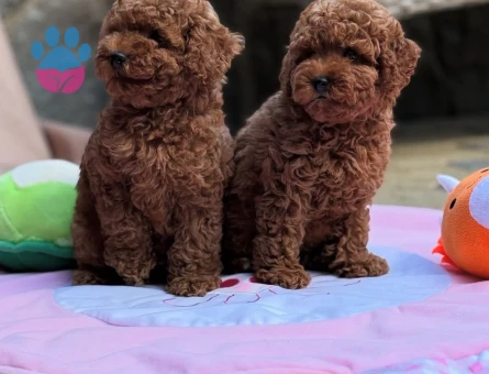 KORE KAN ÇOK ÖZEL POODLE YAVRULARIMIZ - 7008 - Görsel 3