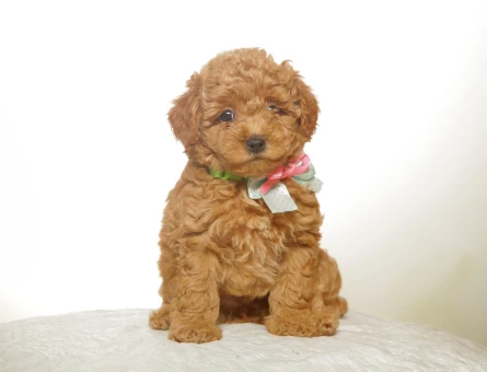 2 Aylık Toy Poodle Yuva Arıyorum - 7009