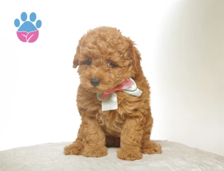 2 Aylık Toy Poodle Yuva Arıyorum - 7009 - Görsel 3