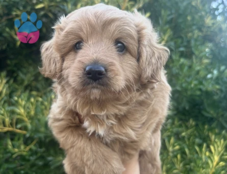 MİNİ YAVRU DOODLE YAVRU AİLESİNİ BEKLİYOR - 7014 - Görsel 3