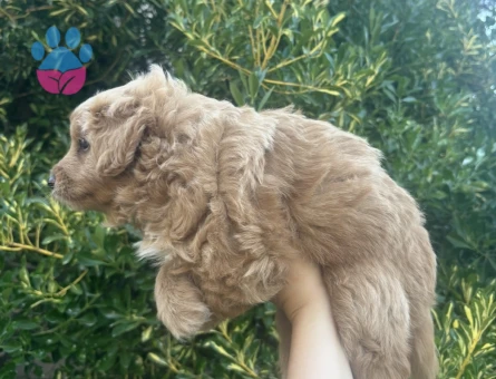 MİNİ YAVRU DOODLE YAVRU AİLESİNİ BEKLİYOR - 7014 - Görsel 4
