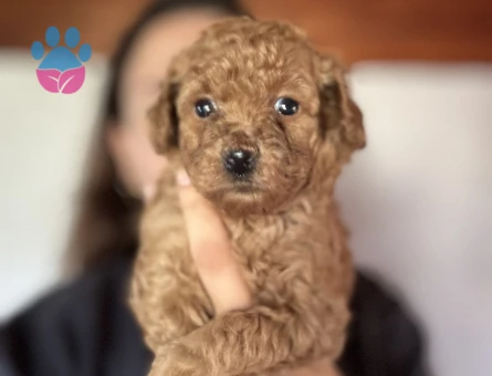 Mini Toy Poodle Yavrular Ailesini Bekliyor - 7016