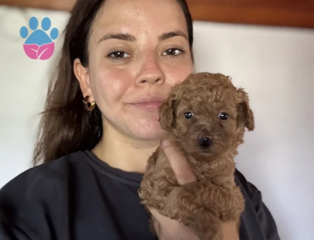 Mini Toy Poodle Yavrular Ailesini Bekliyor - 7016 - Görsel 3
