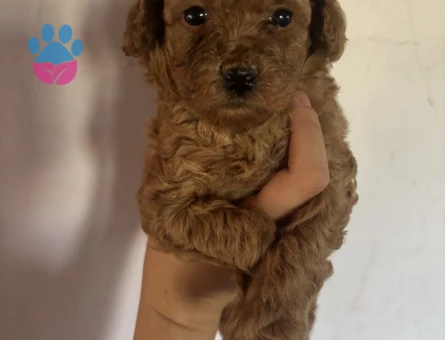 Mini Toy Poodle Yavrular Ailesini Bekliyor - 7016 - Görsel 4