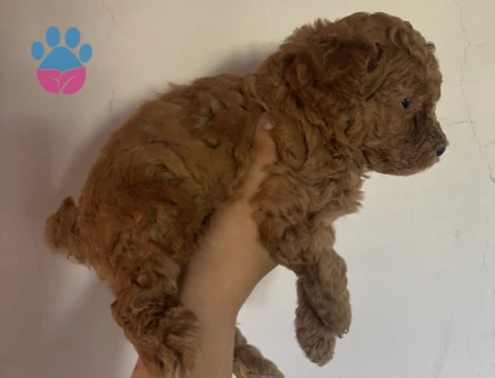 Mini Toy Poodle Yavrular Ailesini Bekliyor - 7016 - Görsel 5
