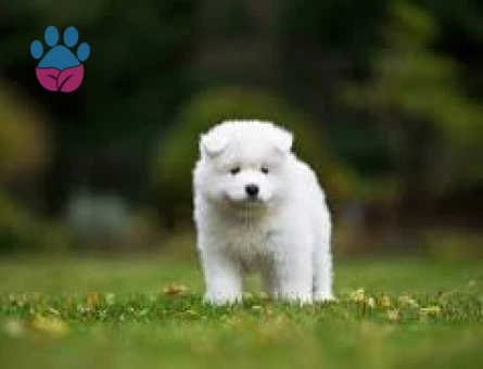 SAMOYED YAVRUMUZ - 7021