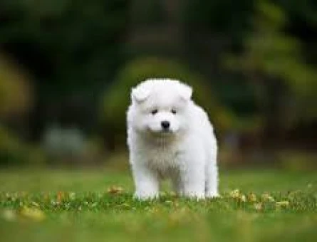 SAMOYED YAVRUMUZ - 7021