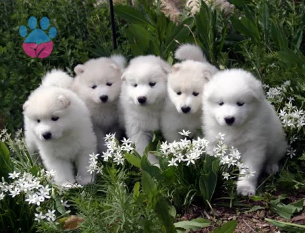 SAMOYED YAVRUMUZ - 7021 - Görsel 3