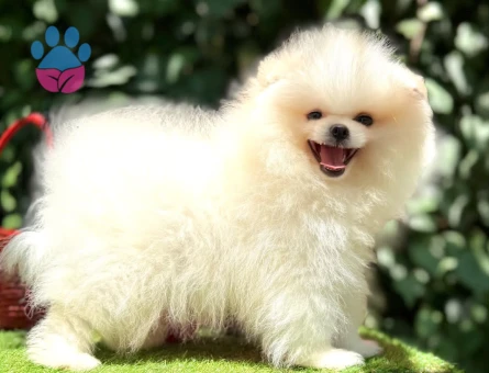 POMERANİAN BOO YAVRUMUZ - 7022