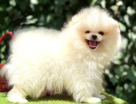POMERANİAN BOO YAVRUMUZ - 7022
