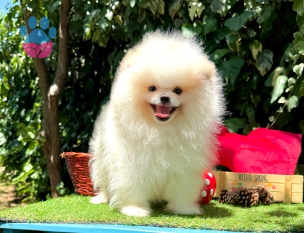 POMERANİAN BOO YAVRUMUZ - 7022 - Görsel 5