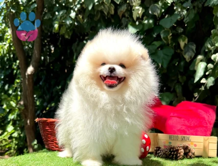 POMERANİAN BOO YAVRUMUZ - 7022 - Görsel 4