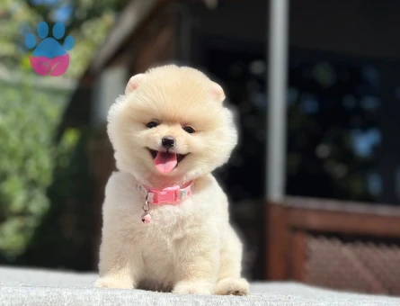Pomeranian Boo Yavrular – Ruhsatlı Çiftlikten - 7023