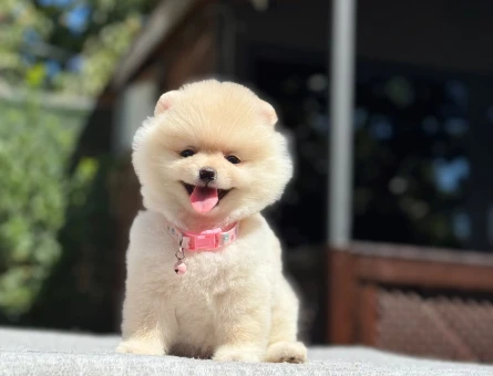 Pomeranian Boo Yavrular – Ruhsatlı Çiftlikten - 7023