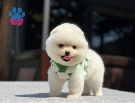 Minik Pomeranian Boo Yavruları – Güvenilir Çiftlik - 7024