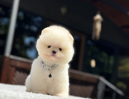 Pomeranian Boo – Özel Yavrular, Ruhsatlı Çiftlik - 7025