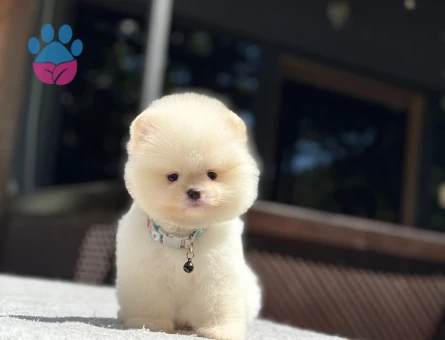 Pomeranian Boo – Özel Yavrular, Ruhsatlı Çiftlik - 7025 - Görsel 3