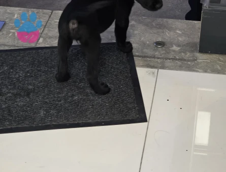 Tatlı labrador yavrusu - 7030 - Görsel 3