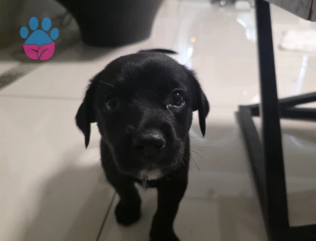 Tatlı labrador yavrusu - 7030 - Görsel 4