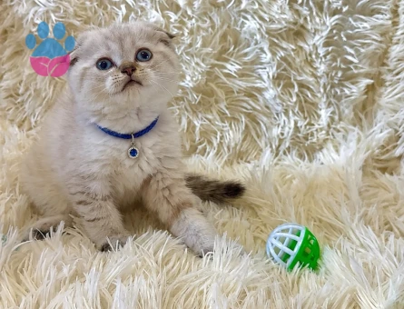 Scottish Fold Lynx Point Şirin Yavrumuz - 7032 - Görsel 3