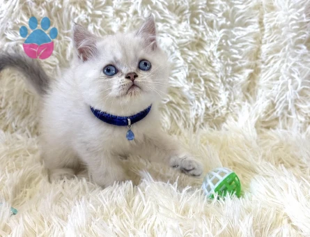 Top Kafa British Shorthair Silver Point Renk Yavrumuz - 7034