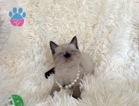 British Shorthair Çikolata Point Yavrumuz - 7036 - Görsel 3