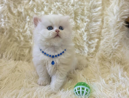 British Longhair Pamuk Erkek Yavrumuz - 7038