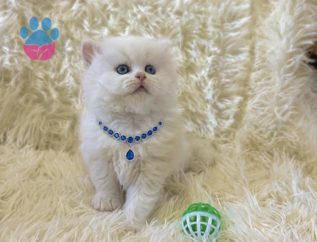 British Longhair Pamuk Erkek Yavrumuz - 7038 - Görsel 3