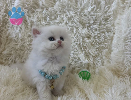 Beyazın Büyüsü British Longhair Erkek Yavrumuz - 7040 - Görsel 4