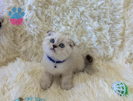 Scottish Fold Lilac Erkek Topaç Kafa Yavrumuz - 7041 - Görsel 3