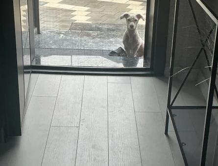 Terrier White 1 Yaşında Yuva Arıyor - 7044