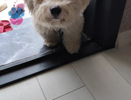 Terrier White 1 Yaşında Yuva Arıyor - 7044 - Görsel 3