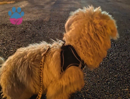 Terrier White 1 Yaşında Yuva Arıyor - 7044 - Görsel 4