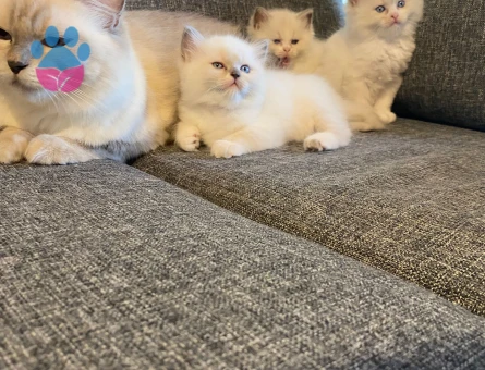 Safkan Ragdoll Yavruları