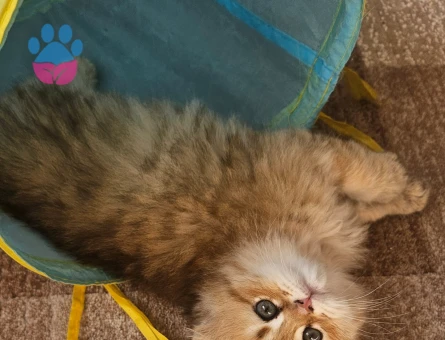 Muhteşem güzellikte ırk ve sağlık garantili yavrular..